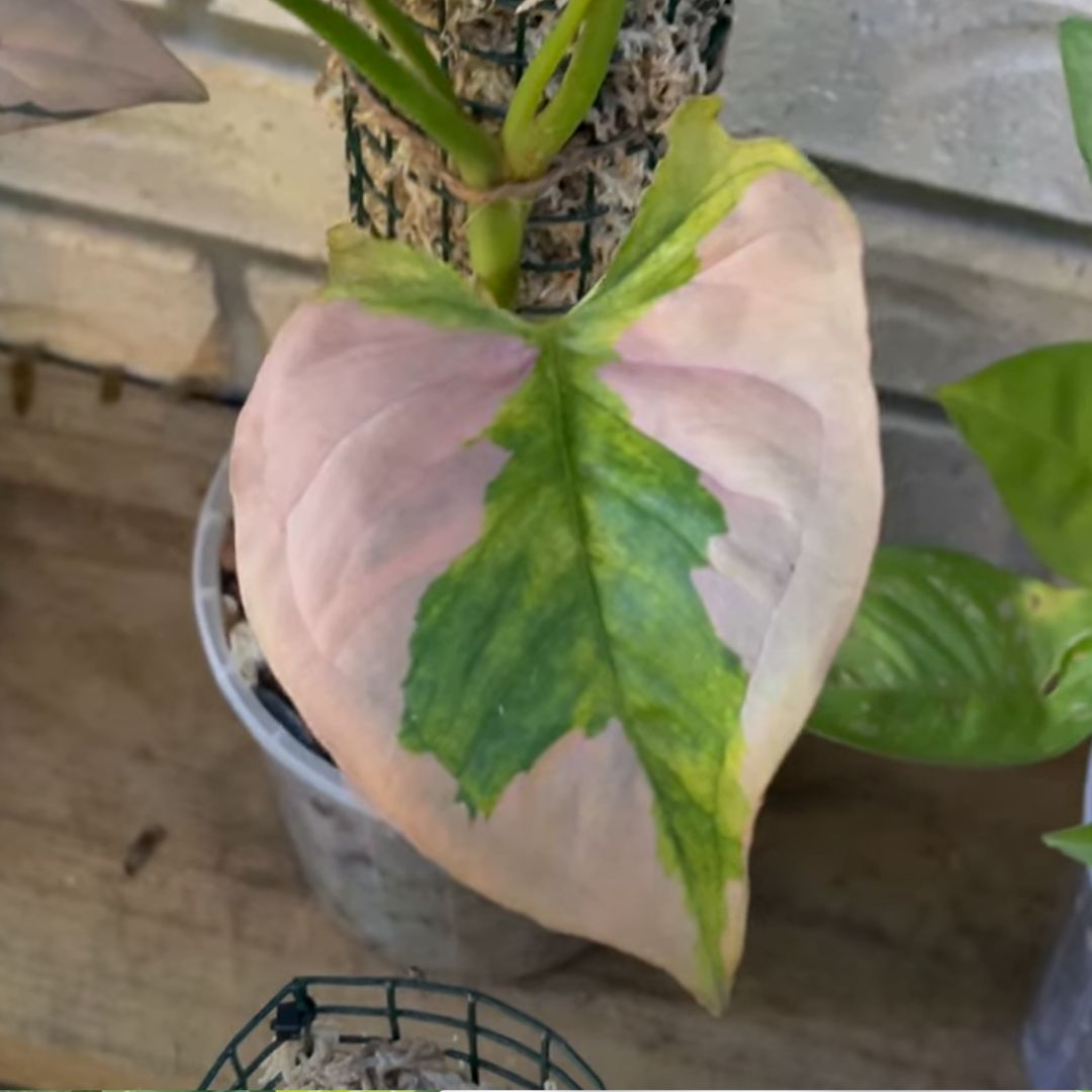 Syngonium Beauty foliage